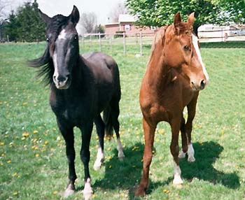Paso Fino stallion buddies, Phantom of the Opera LS, and Marengo de Dios, at home at LosLocos Equine Services in Ohio.