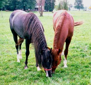 Peaceful Paso Fino stallions, Phantom of the Opera LS, and Marengo de Dios, graze together at LosLocos Equine Services in Ohio.